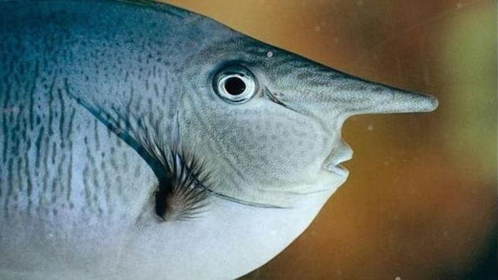 Un pez extraña e incómodamente narigudo