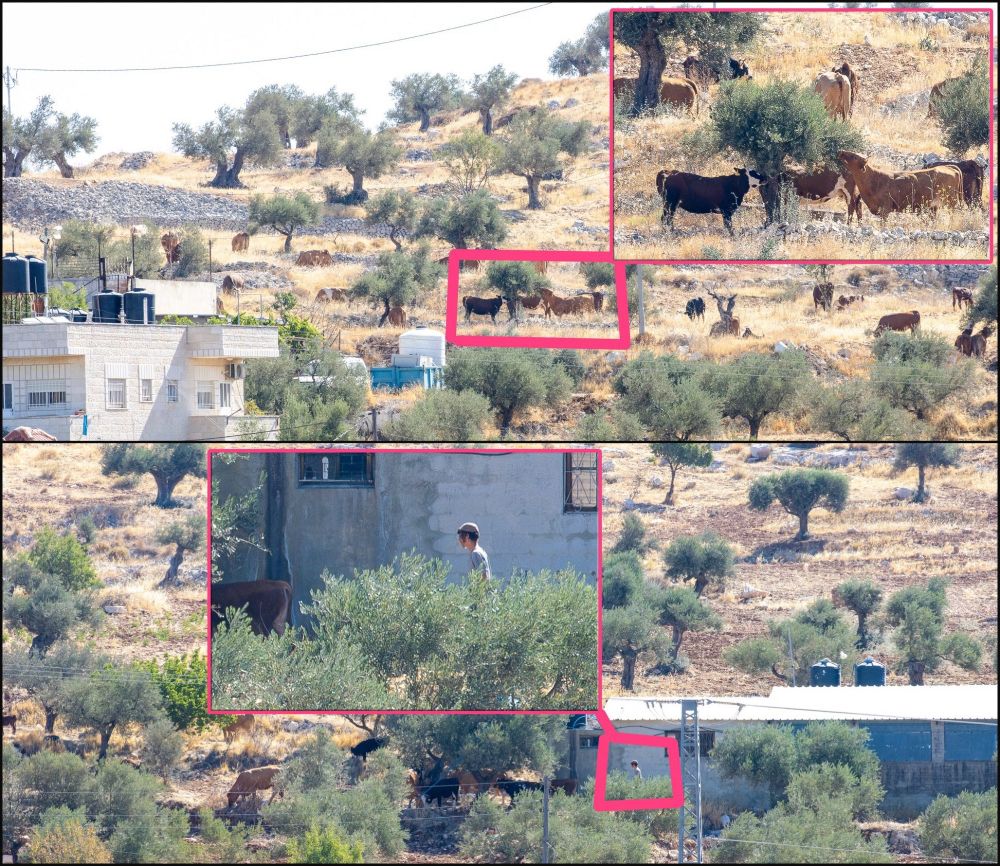 photos prises par des villageois montrant des colons accompagnant leurs troupeaux au milieu des champs d'oliviers des villageois de Taybeh, au mépris des règles, du droit de propriété et des cultures. Et à la moindre réaction des palestiniens, l'armée intervient pour défendre les colons.