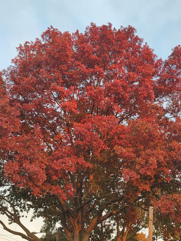Huge oak tree in south central Pennsylvania in all its red and orange fall color glory. Looks like it's on fire...in a good way lol.