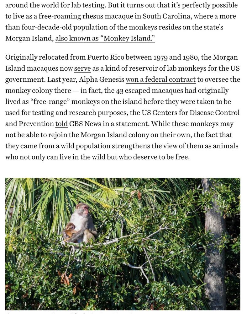 screenshotted text: "it turns out that it’s perfectly possible to live as a free-roaming rhesus macaque in South Carolina, where a more than four-decade-old population of the monkeys resides on the state’s Morgan Island, also known as “Monkey Island.”

Originally relocated from Puerto Rico between 1979 and 1980, the Morgan Island macaques now serve as a kind of reservoir of lab monkeys for the US government. Last year, Alpha Genesis won a federal contract to oversee the monkey colony there — in fact, the 43 escaped macaques had originally lived as “free-range” monkeys on the island before they were taken to be used for testing and research purposes, the US Centers for Disease Control and Prevention told CBS News in a statement. While these monkeys may not be able to rejoin the Morgan Island colony on their own, the fact that they came from a wild population strengthens the view of them as animals who not only can live in the wild but who deserve to be free." 

Below the text is a photo of a mother rhesus macaque sitting on a tree branch cradling an infant macaque