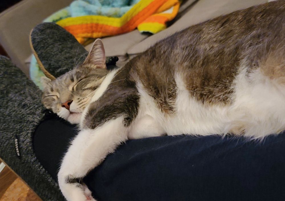 Comfy cat snoozing like a lil baby
