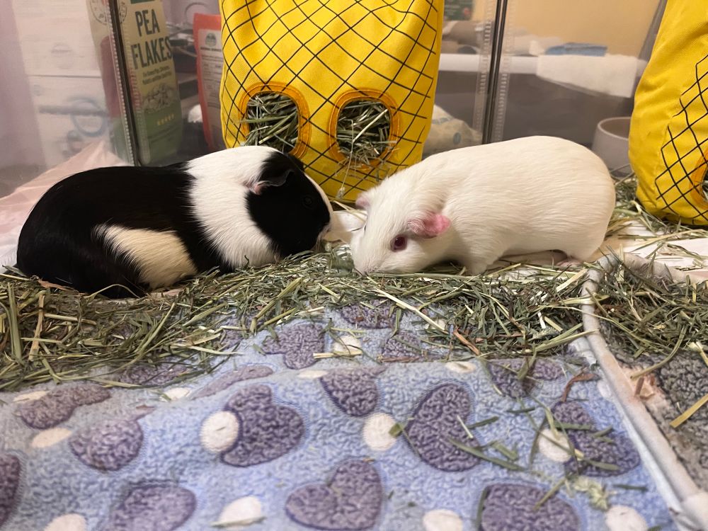 Oreo and Pinkie enjoyin hay