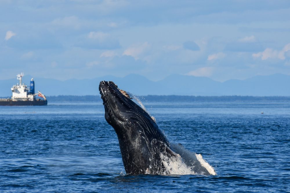 A picture of a baby humpback whale breaching 