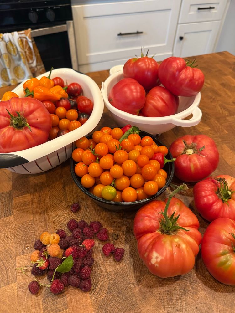 Just a fuck ton of tomatoes 