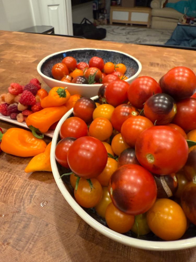 A photograph of an abundance of beautiful little cherry tomatoes stacked high in two overflowing bowls. There are also raspberries and orange snacking peppers littered about
