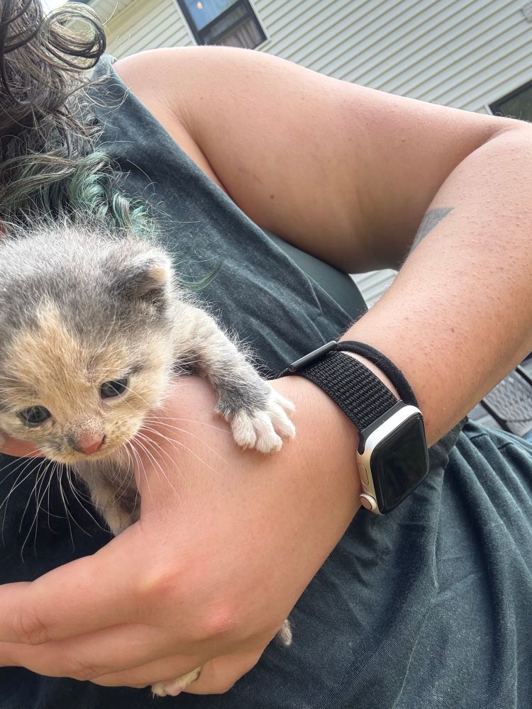 A photograph of me holding a tiny kitten, smaller than my human hand. 