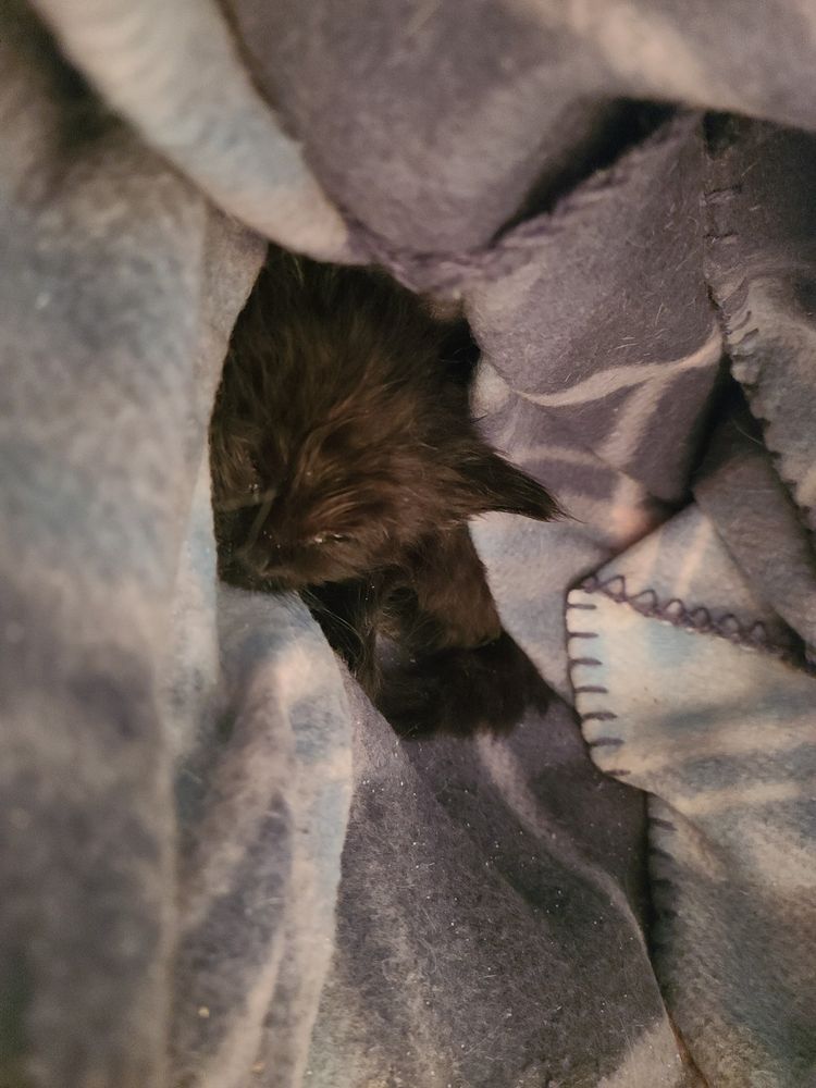 Photo of a small black kitten sleeping in a blanket