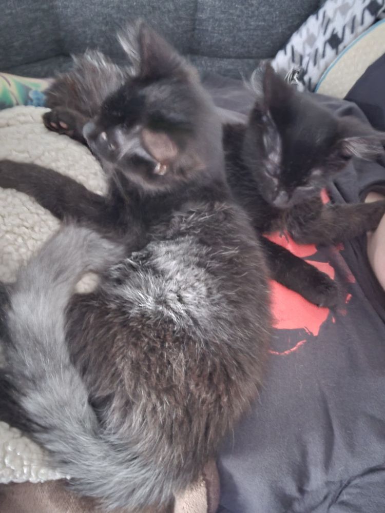 Two fluffy black kittens laying on a blanket on top of a woman's chest.