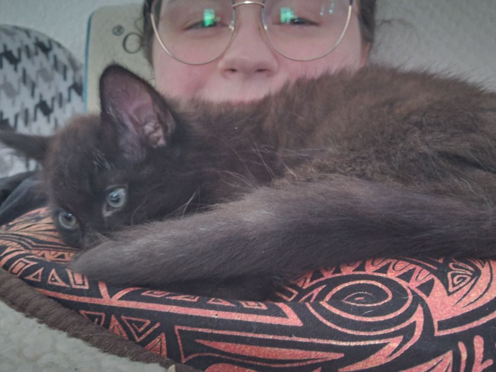 Photo of a 9-10 week old black kitten curled up on a woman's chest, her nose and eyes are visible behind the kitten