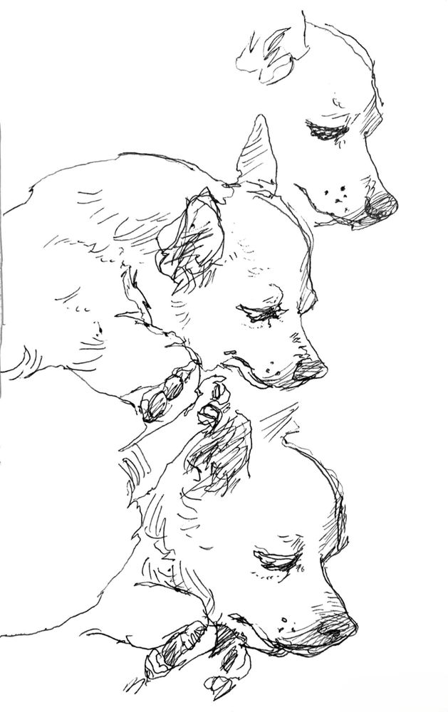 Pen sketches of a sleeping chihuahua.