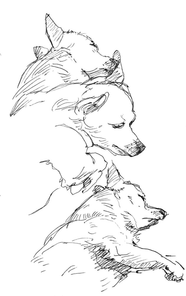 Pen sketches of a sleeping chihuahua.