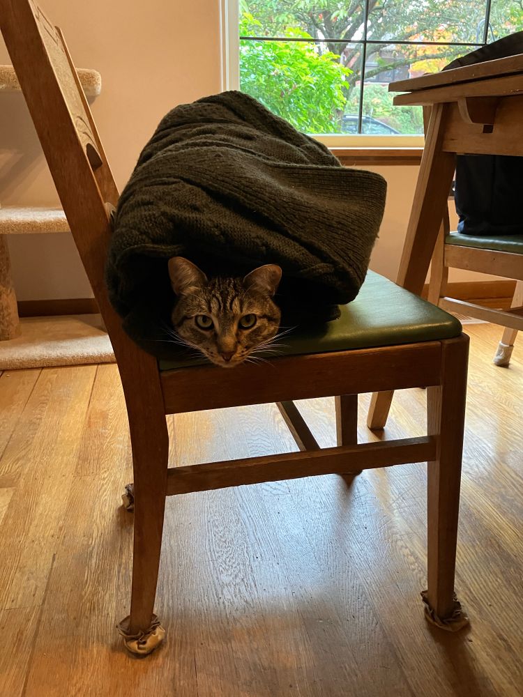 A brown tabby sits loaf style on a chair, covered in a dark green sweater
