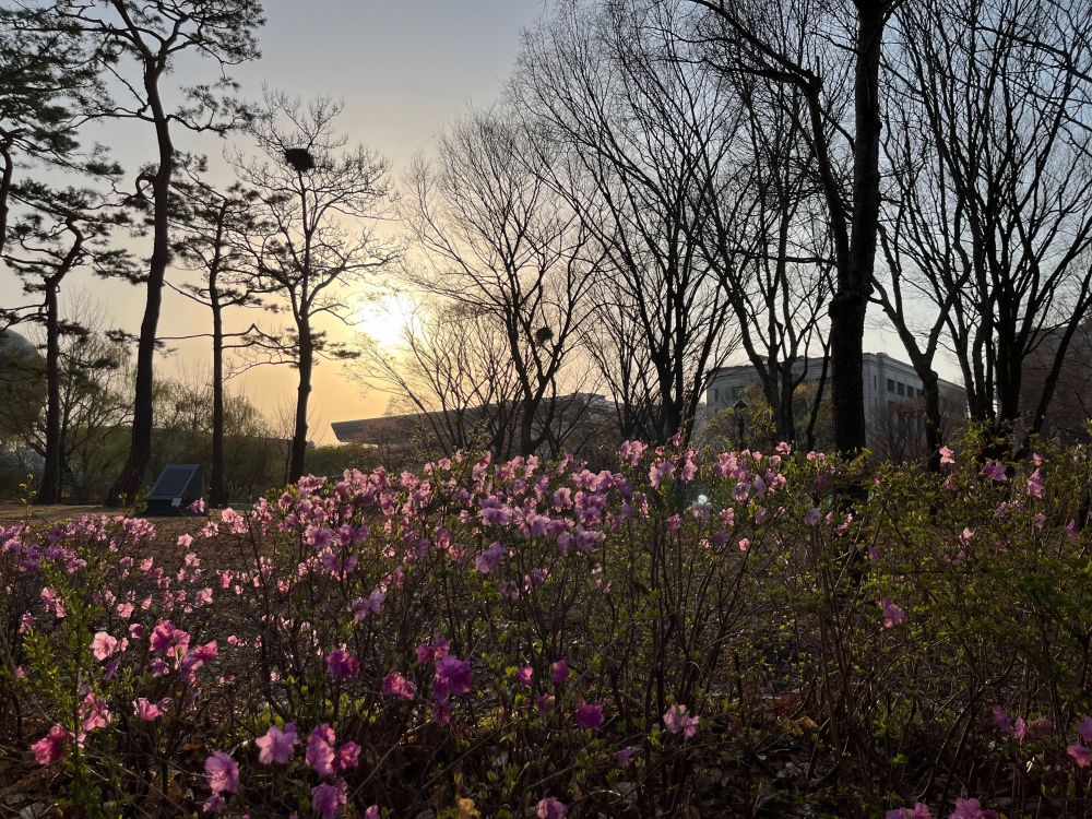 夕日とカラムラサキツツジ