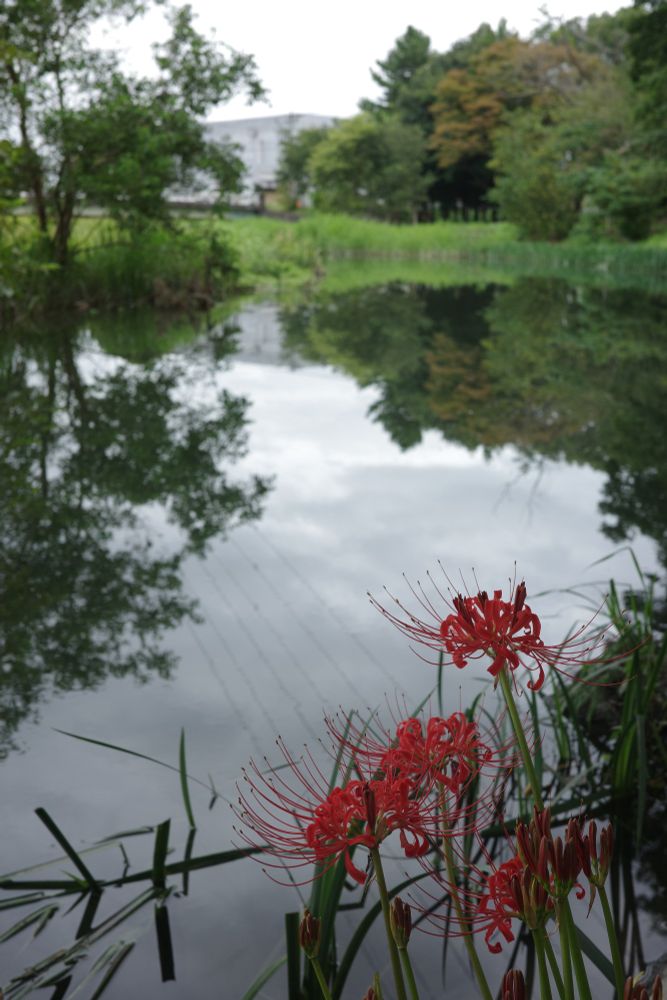 岸辺に咲く彼岸花