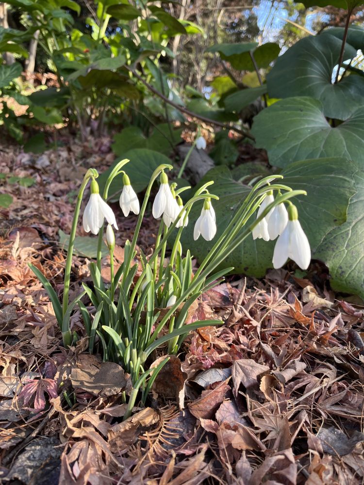 スノードロップ