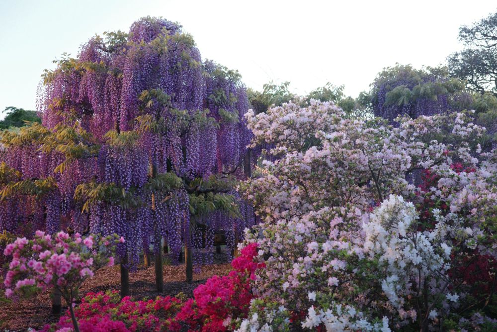 左手に藤の木、右手に白のツツジ