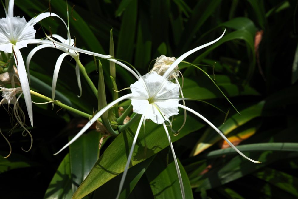 スパイダーリリー