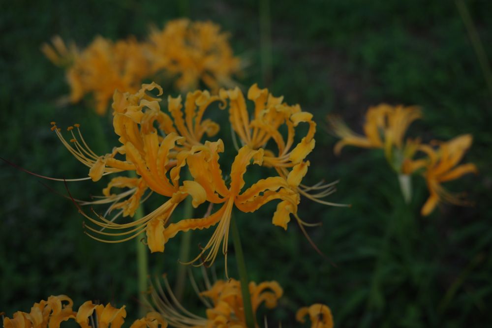 彼岸花（黄色）