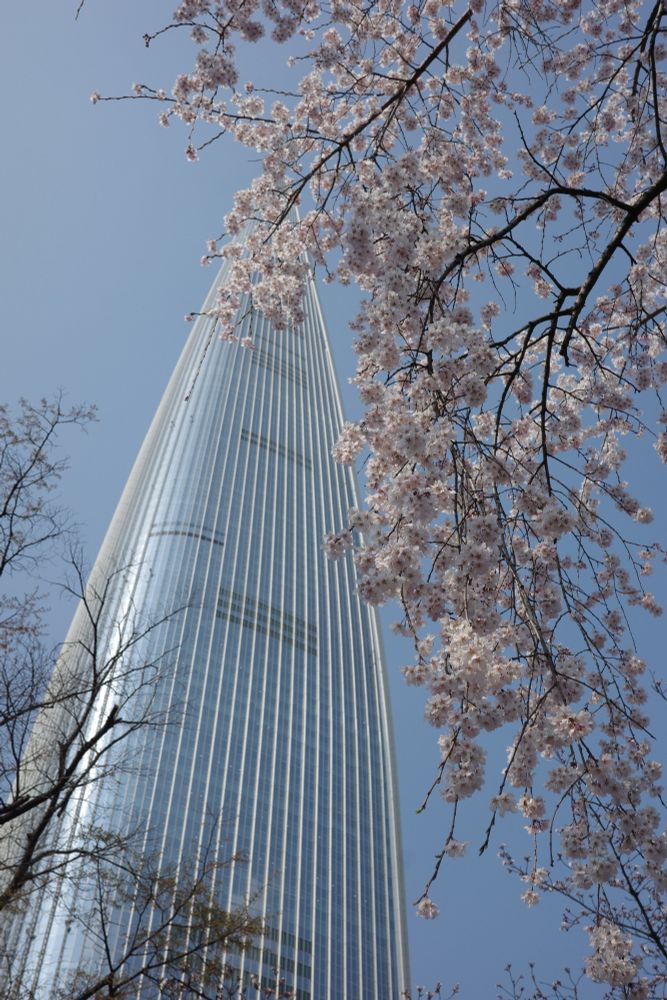 桜とロッテタワー