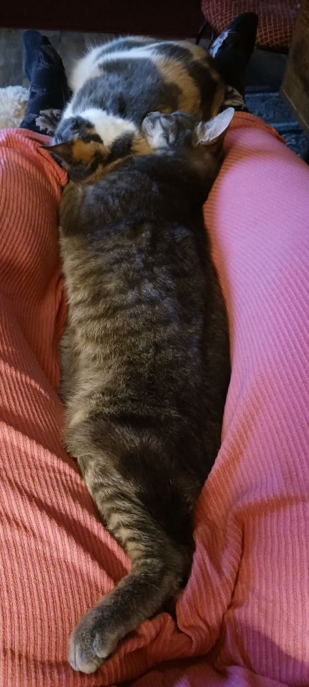 Photo of a small gray bastard cat stretched out very long, head resting on a fat calico cat curled up between my feet.