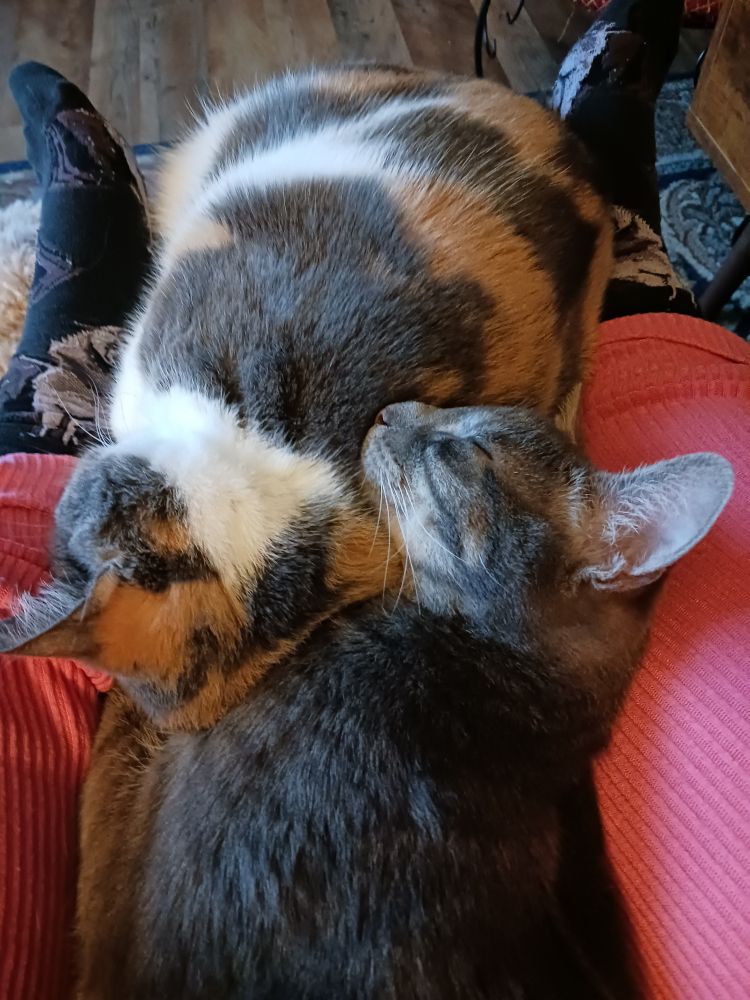 Close up of a small gray bastard cat (Wimsey) resting his head on a fat calico cat (Marple) curled up sleeping between my feet.
