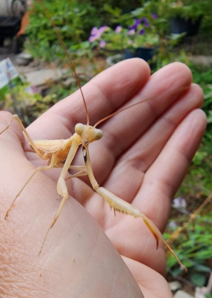 photo of an old wizened white person hand, holding a pale butterscotch yellow praying mantis, about as big and the thumb, then entire thumb, from nail to pad near the wrist.  The mantis is reaching forward, one leg jauntily lifted, its goofy eyes looking right at me, and you