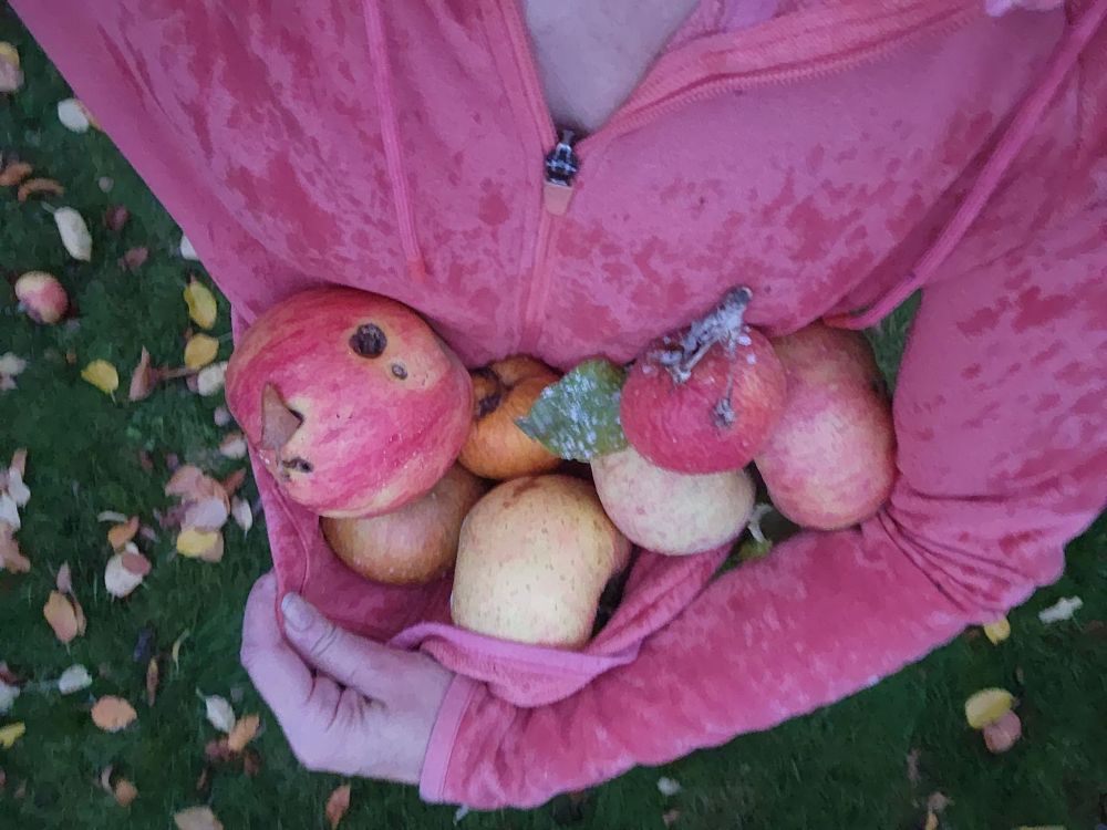 photo taken above looking down at an arm load of apples cradled in the hem of an orange sweatshirt.  It's been raining, the sweatshirt is dappled with drops.  The apples are yellows and reds and oranges.  The green grass below is littered with yellow and orange leaves.