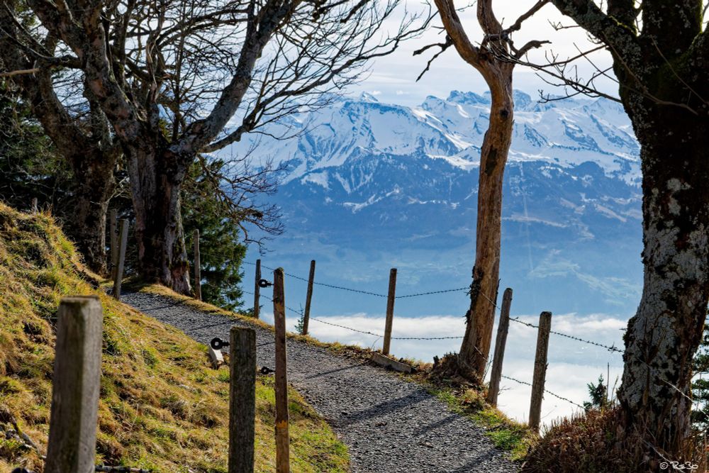 A sunny path runs high up along a mountainside. It is lined with old trees marked by life and a fence, behind which you can see the Alps and, further down, a sea of fog.