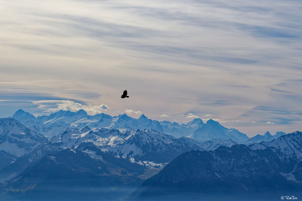 High above the valley, a red kite circles. The striking contours of the Alps in the background, light fog in the valley, and a slightly cloudy sky form the composition.