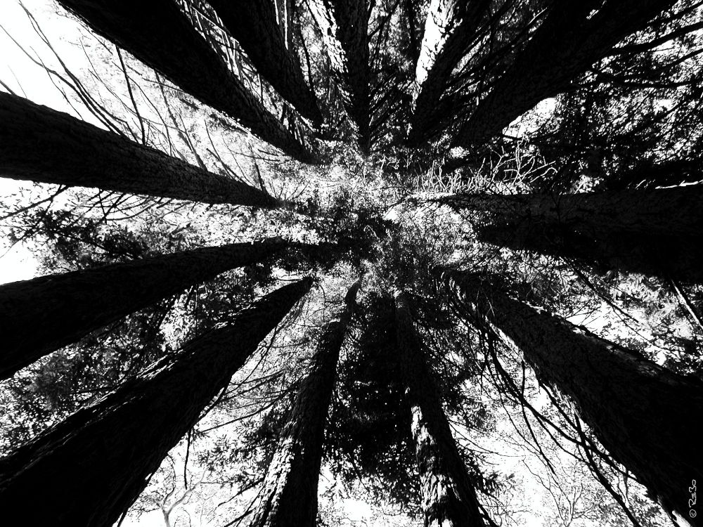 Black and white shot from below to the tops of a dozen trees