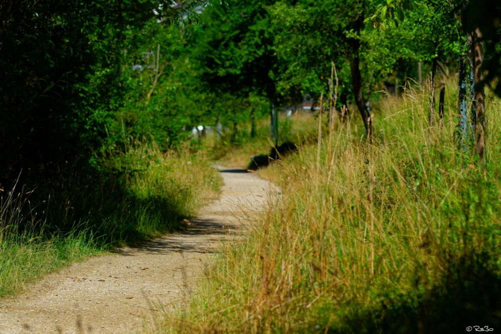 A curved path through a sun-drenched meadow with some bushes and trees