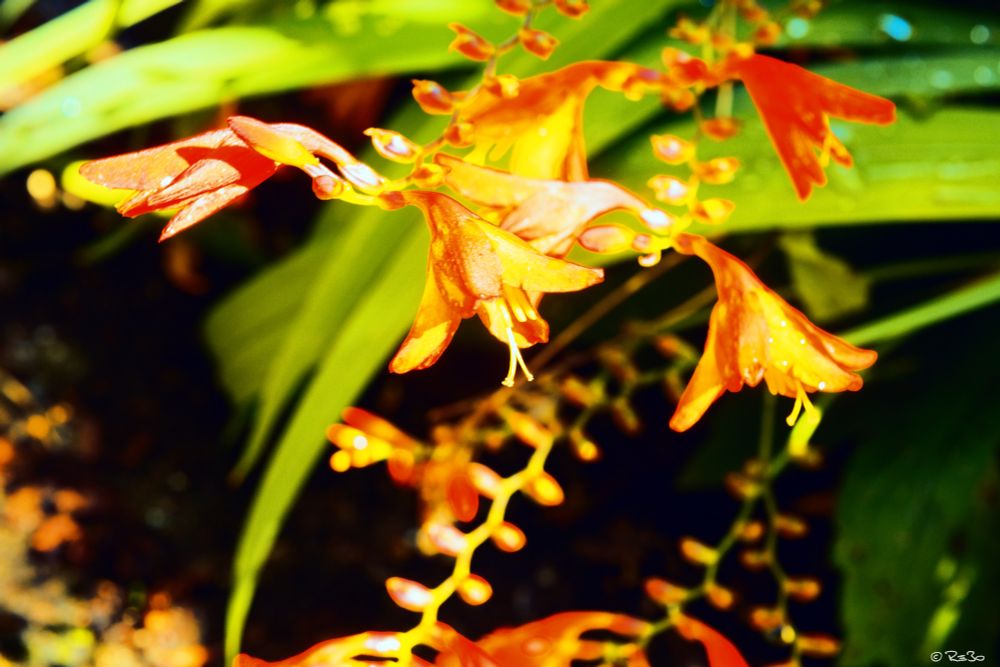 Close-up of a gold montbretia (Crocosmia aurea) in blurred, accentuated colors.