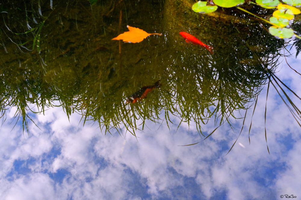 The cloudy sky is reflected in a pond with fish