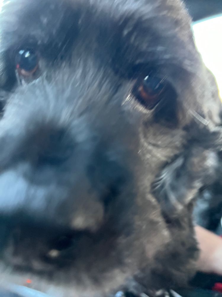 Little cockerspaniel invading personal space to come in close and sniff the camera