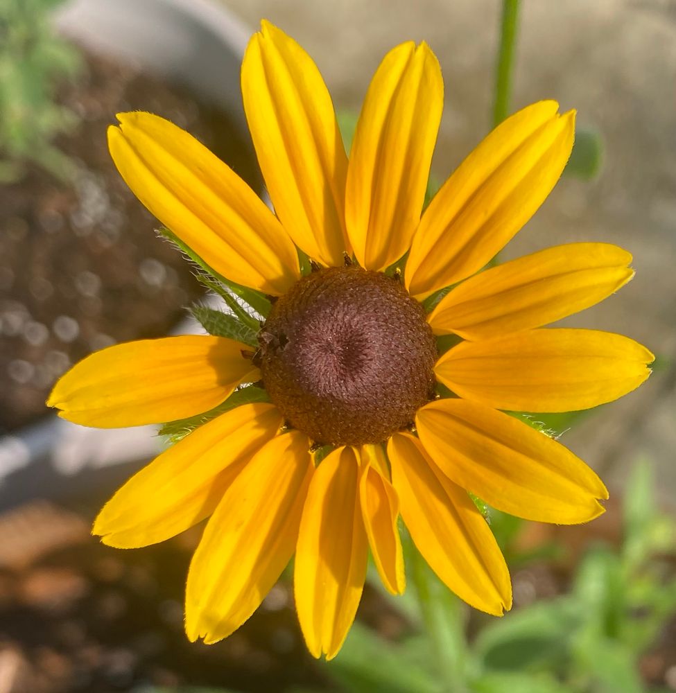 A close-up of a yellow Blackeyed Susan with bright yellow petals and a dark brown center with one petal missing 