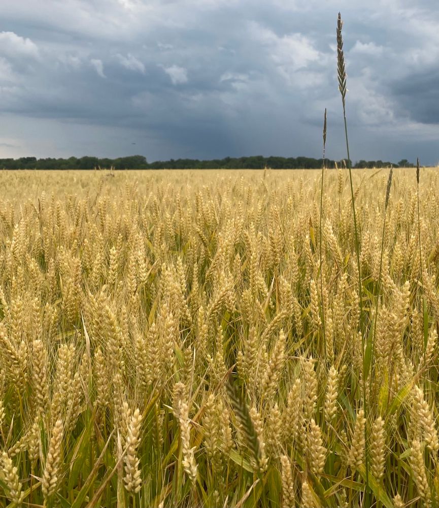 A field of golden wheat with dark storm clouds forming in the distance 