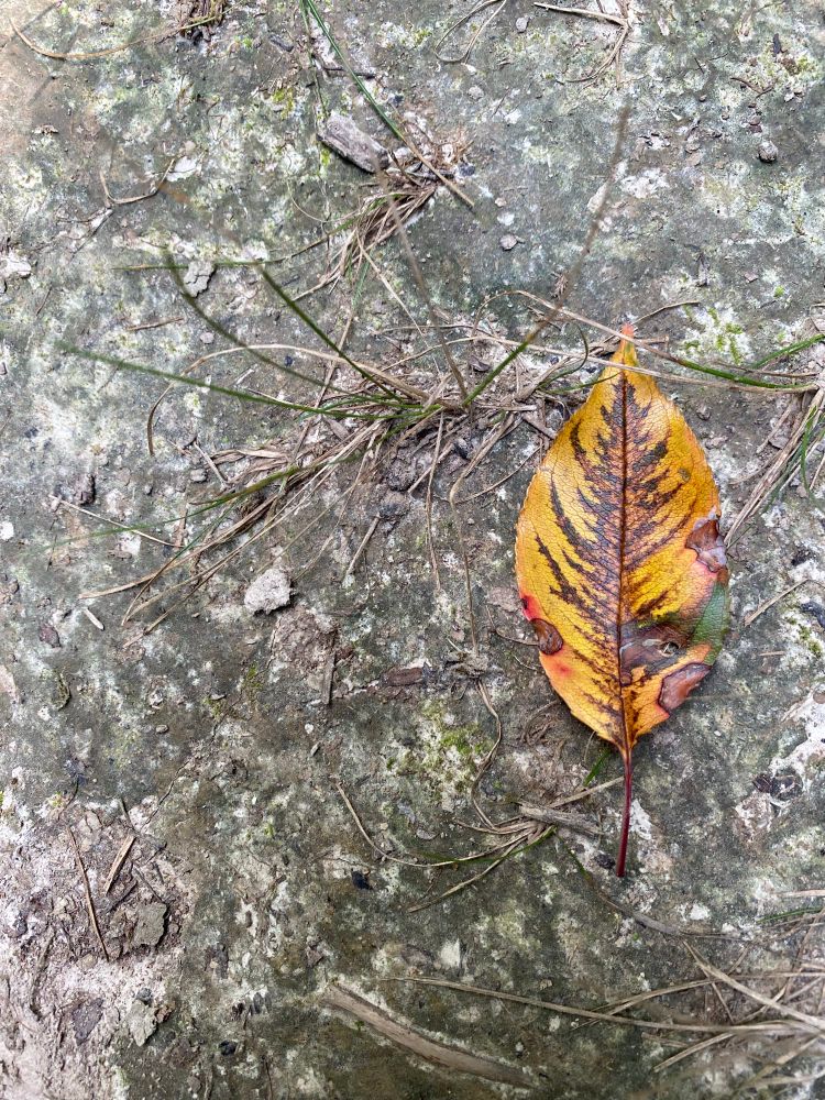 A golden leaf with darker patterns coming from the center lying on a dirt path. 