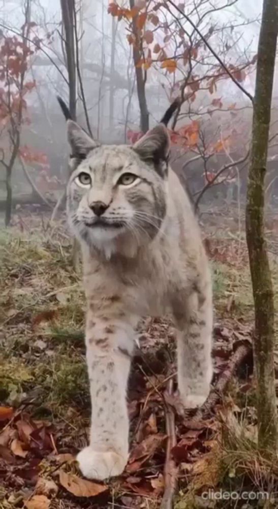 Lynx Big GIF