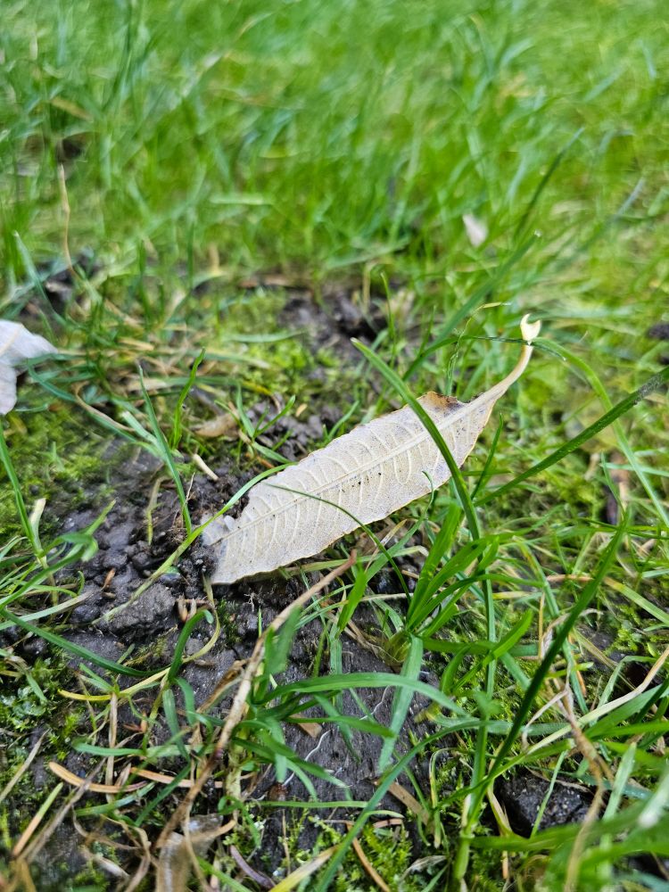 Ein Blatt in der Erde mit Wiese 