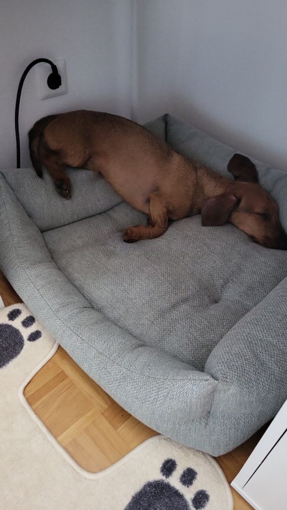 Dackel liegt mit Hintern die Wand hoch und der Nase im Hundebett vergraben
