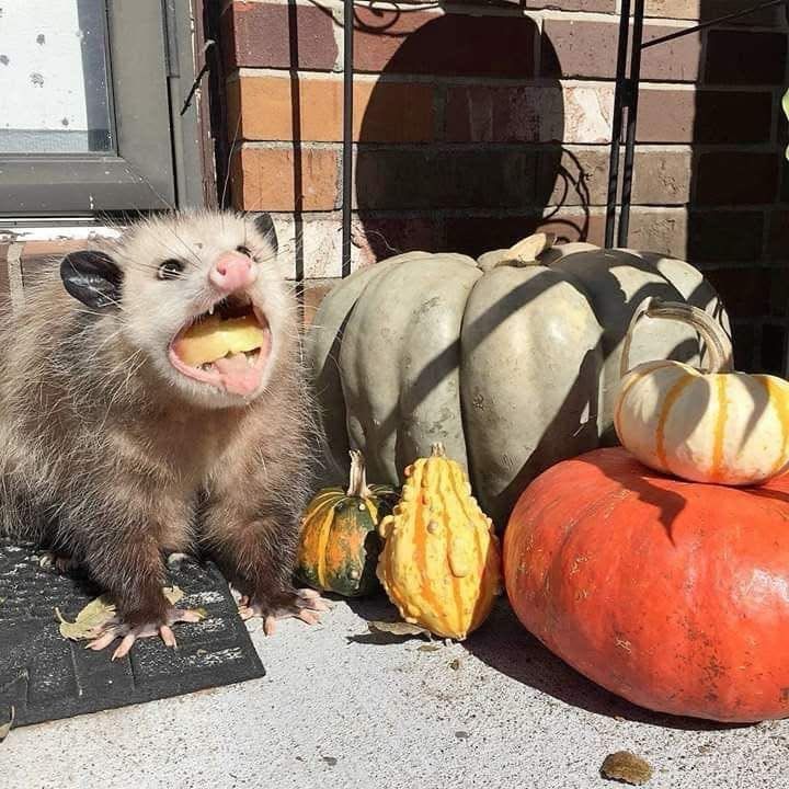 Opossum eating pumpkin next to some decorate gourds