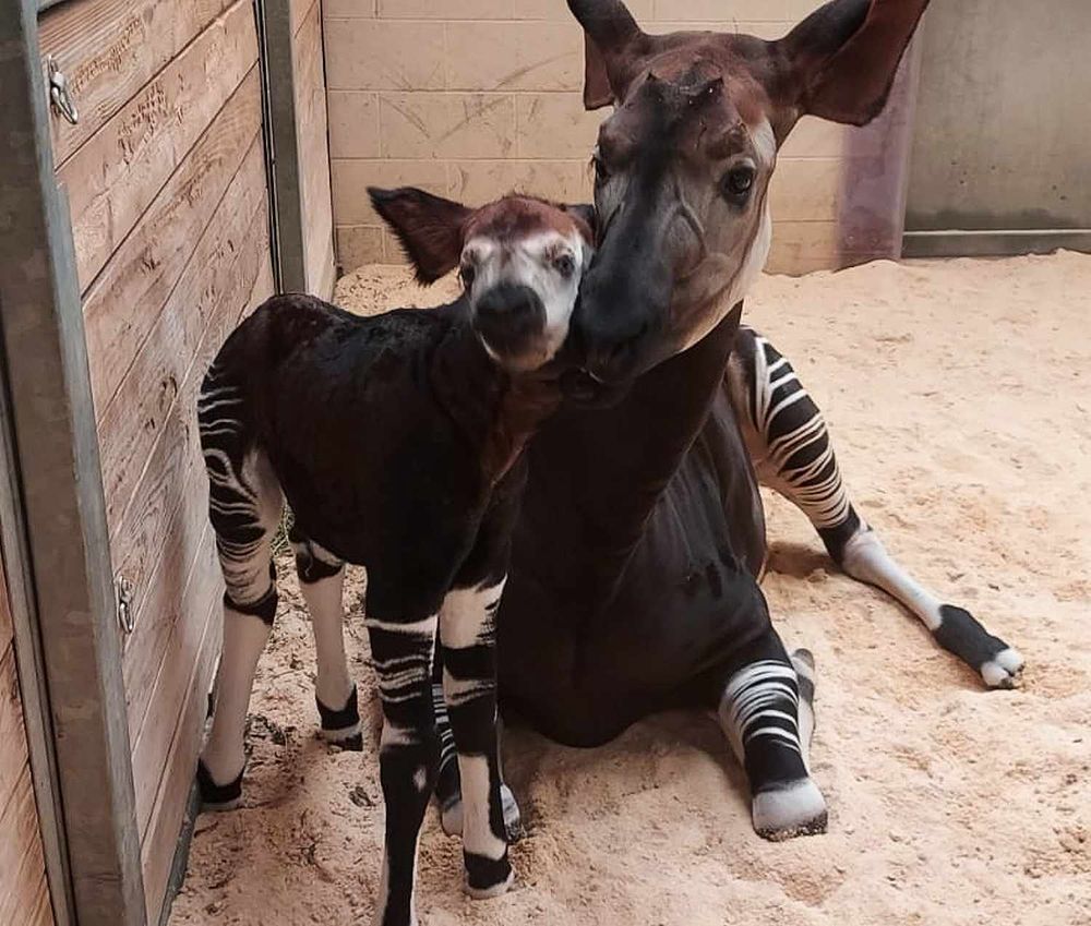 Okapi and baby