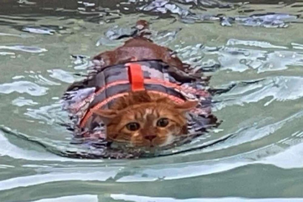 Rescue Cat Nicknamed 'Thicken Nugget' Takes Up Swimming to Help Him Shed Extra Weight