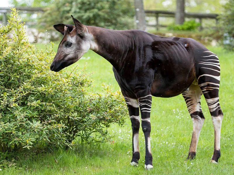 Okapi