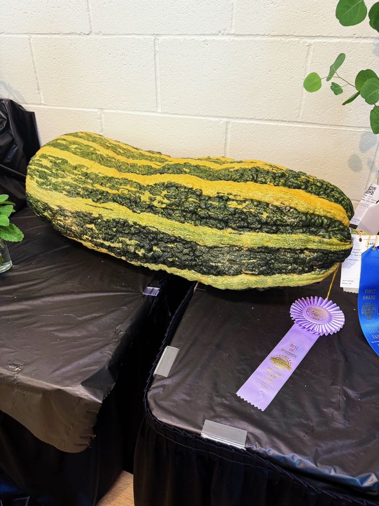 A huge squash