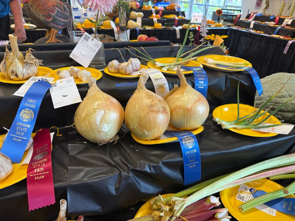 The biggest yellow onions you have ever seen surrounded by other produce