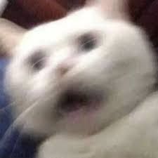 A very blurry photo of a cat's face, in motion, with a flabbergasted expression.