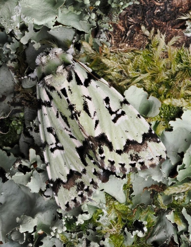 Scarce Merveille du Jour from 28th May - VC11