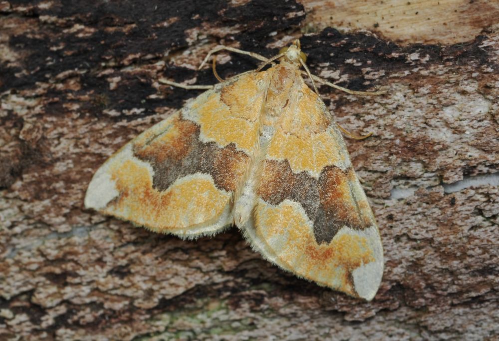Barred yellow