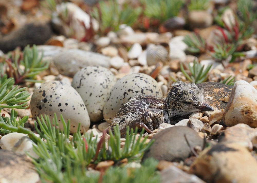 Neely hatched chick - three eggs to go